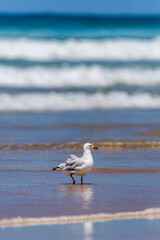 Silver Gulls Standing in Surge on Sand Beach of Stockton Beach, New South Wales, Australia.