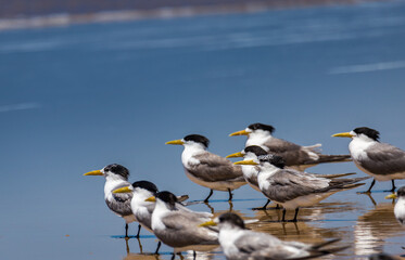 Crested Terns Standing on Sand Beach of Stockton Beach, New South Wales, Australia.