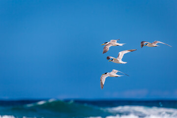 Crested Terns Flying above Ocean, New South Wales, Australia.