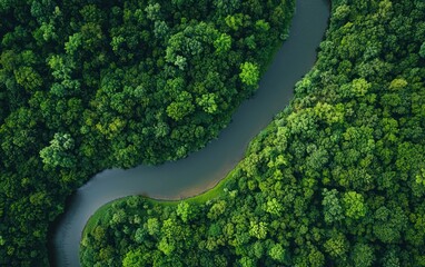 Aerial view of a winding river flowing through a lush green forest. The river's dark water contrasts with the vibrant green canopy.  Sunlight filters through the leaves, creating a dappled effect