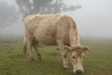 In March, a gentle mist cloaks Madeira's Fanal forest as cows wander among ancient trees, creating a quiet, otherworldly scene