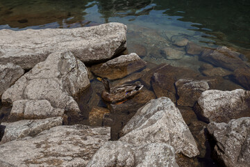 A duck swims in a mountain lake in the Tatras, Morskie Oko, Zakopane, Poland.