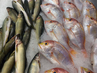 A selection of fresh fish on ice at a seafood market