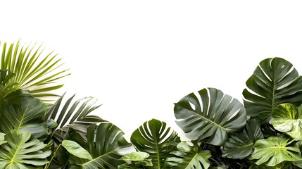Border of Lush Green Tropical Leaves Beautifully Arranged on a Background.