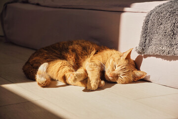 A domestic ginger cat is basking in the sun, lying on the floor. The cat is sleeping sweetly on the...