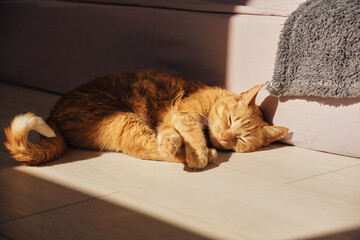 A domestic ginger cat is basking in the sun, lying on the floor. The cat is sleeping sweetly on the...