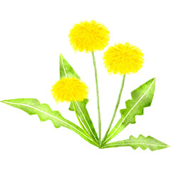 水彩で描いたたんぽぽのイラスト
