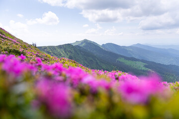 Obraz premium Scenic Carpathian mountain landscape with lush pink rhododendrons in the foreground. Spring mountains