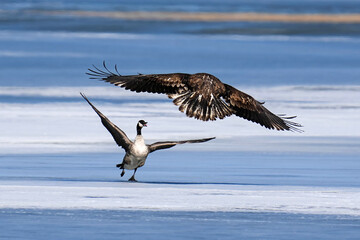 Juvenile Bald Eagle - Canada Goose
