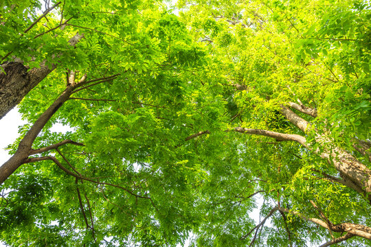 Lush green trees in summer represent the vitality and abundance of nature. During this time, trees are in full bloom and foliage.