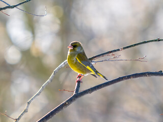 Portrait of European greenfinch or Chloris chloris bird sitting on tree branch. European greenfinch or Chloris chloris common greenfinch songbird. Birdwatching concept