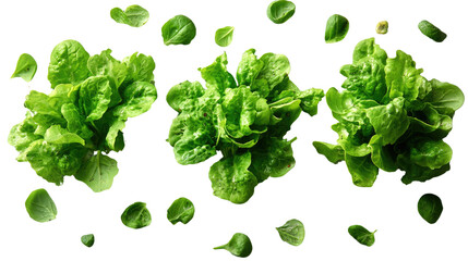 Fresh Greens: Vibrant, freshly harvested butter lettuce arranged artfully against a clean backdrop, highlighting the crisp textures and vivid green hues, ideal for culinary and health themes.