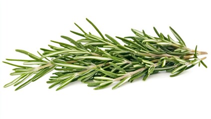 Fototapeta premium Fresh Rosemary Sprig on White Background for Culinary and Herbal Uses