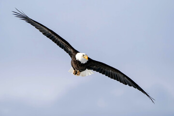 American Bald Eagle - Colorado