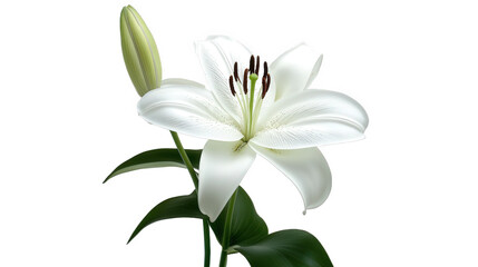 Elegant White Lily in Bloom