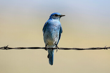 Mountain bluebird