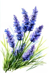 Naklejka premium Watercolor Lavender Bouquet On White