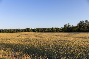 a field with a wheat harvest at sunset and a blue sky