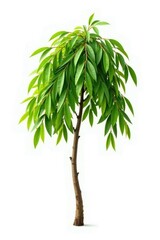 Naklejka premium Single isolated willow branch on white background, green, bend