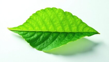 Single leaf isolated on white background with gentle shadows, green, flower, plant