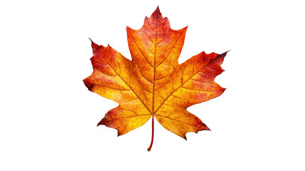 Fototapeta premium Autumn's Embrace: A close-up shot of a vibrant maple leaf showcasing its intricate veins and fiery hues. Captured in sharp detail, symbolizing the essence of fall.