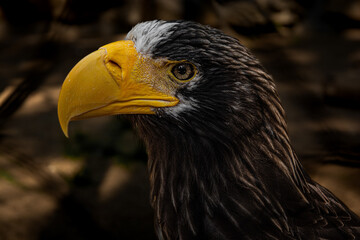 portrait of a eagle