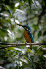 Obraz premium kingfisher on branch