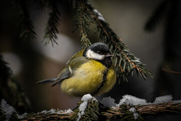 great tit on a branch