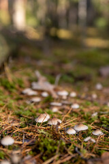 poisonous mushrooms growing in the wild in sunny autumn weather