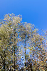 fallen leaves from trees in sunny autumn weather