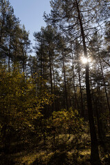 mixed forest in a hilly area with hills