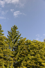 Fototapeta premium different types of deciduous trees in the park at the end of summer