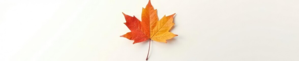 Obraz premium Single leaf of maple isolated on white surface, plant, botanical, maple