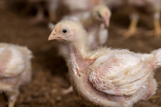 a poultry farm where chicken are raised to produce meat products