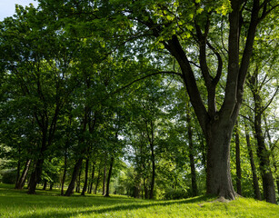 deciduous maple trees and other trees in the park in sunny weather, landscape