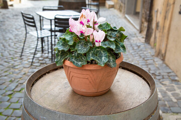 A potted plant is elegantly resting on a wooden barrel surface
