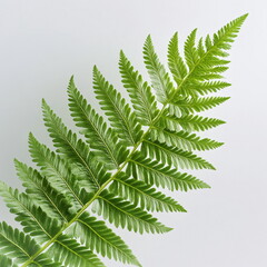 Green Fern Leaf Pattern Captured in Detail Against a Plain White Background