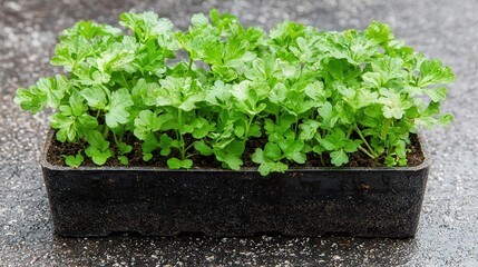 Fresh Green Seedlings Growing in Container on Wet Surface for Gardening and Horticulture Projects
