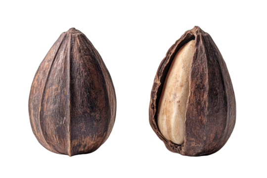 A hidden treasure revealed two exotic nuts whispering tales of far away lands with high resolution detail and stark contrast background.
