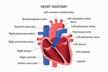 Human Heart Anatomy. Medical Infographics.