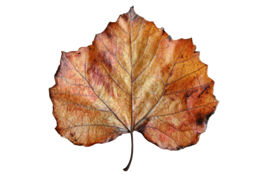 A solitary autumn leaf whispers of change its vibrant hues a poignant reminder of natures beauty against a stark black backdrop macro detail focus.