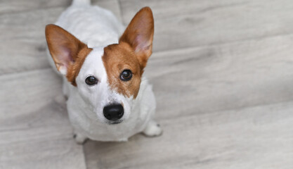 Jack Russell Terrier looks up from the bottom.