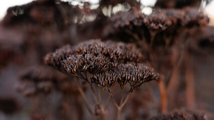 Dried Flowers Close-Up
