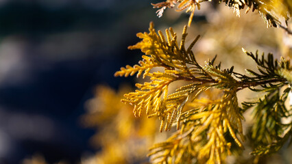 Green Branches with Sunlight