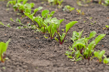 beet seedlings are grown in rows in the garden