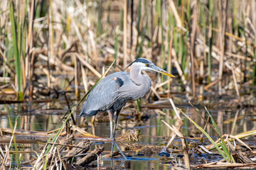 Great Blue Heron (Ardea herodias)