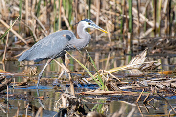Great Blue Heron (Ardea herodias)