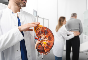 Urology and treatment of kidney disease. Anatomical model of human kidney in hands of doctor urologist standing in medical office of urology department with senior patient with kidneys problem