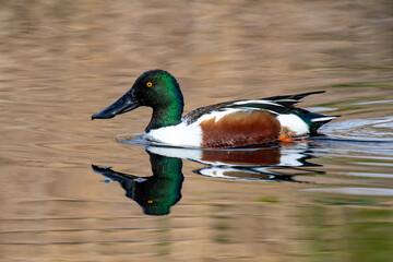 Northern Shoveler (Spatula clypeata)