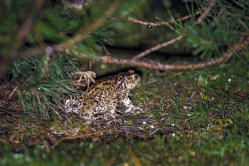 a common toad in the garden at a spring evening